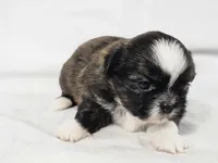 Sophie, a female Shih Tzu for sale in Central, AR – 4 of 5