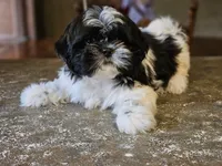 Trip, a male Shih Tzu for sale in Central, AR – 2 of 5