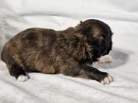 Honeybun, a female Shih Tzu for sale in Central, AR – 7 of 7