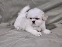 Daisy, a female Shih Tzu for sale in Central, AR – 2 of 6
