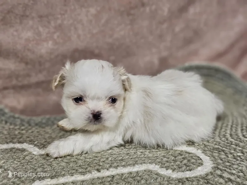 Daisy – Shih Tzu puppy for sale in Central, AR