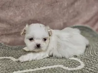 Daisy, a female Shih Tzu for sale in Central, AR – Photo 1 of 4
