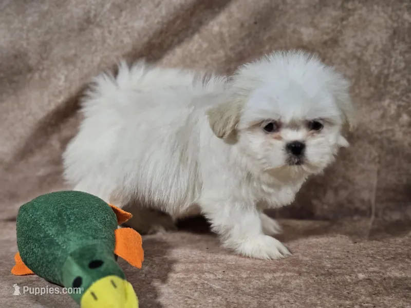 Daisy – Shih Tzu puppy for sale in Central, AR