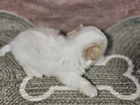 Daisy, a female Shih Tzu for sale in Central, AR – Photo 3 of 4