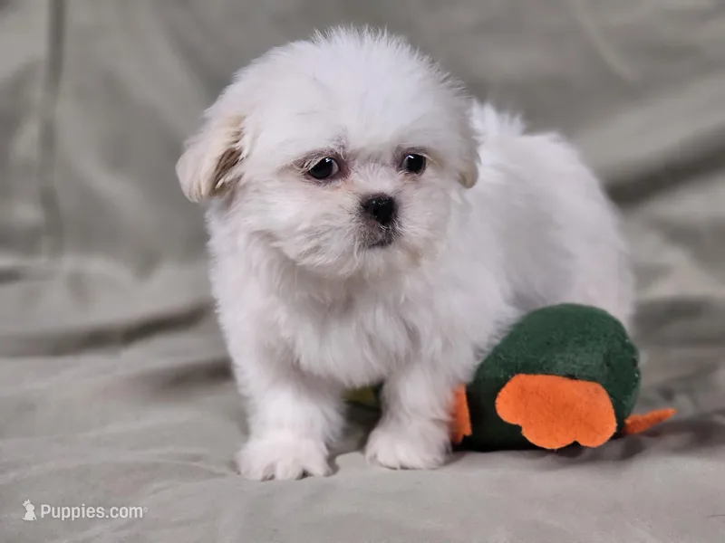 Daisy – Shih Tzu puppy for sale in Central, AR