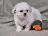 Daisy, a female Shih Tzu for sale in Central, AR – 3 of 6