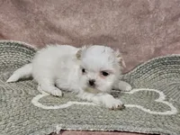 Daisy, a female Shih Tzu for sale in Central, AR – Photo 4 of 4