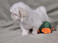 Daisy, a female Shih Tzu for sale in Central, AR – 6 of 6