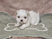 Daisy, a female Shih Tzu for sale in Central, AR – Photo 2 of 4