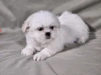 Daisy, a female Shih Tzu for sale in Central, AR – 4 of 6
