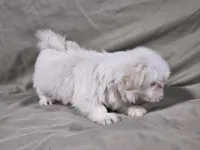 Daisy, a female Shih Tzu for sale in Central, AR – 5 of 6