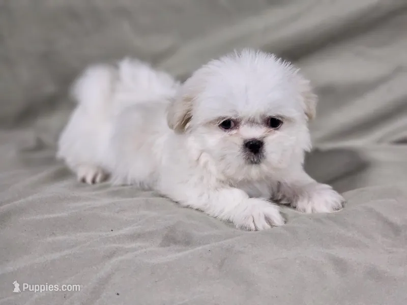 Daisy – Shih Tzu puppy for sale in Central, AR