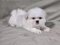 Daisy, a female Shih Tzu for sale in Central, AR – 1 of 6