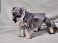 Ryder, a male Miniature Schnauzer for sale in Central, AR – Photo 3 of 5