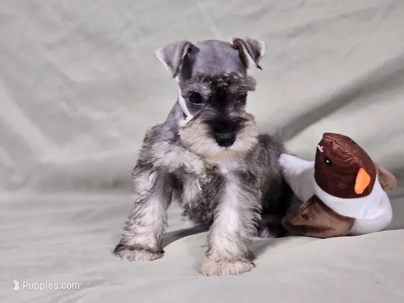 Ryder – Miniature Schnauzer puppy for sale in Central, AR
