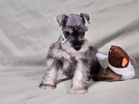 Ryder, a male Miniature Schnauzer for sale in Central, AR – Photo 1 of 5