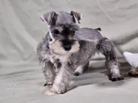 Ryder, a male Miniature Schnauzer for sale in Central, AR – Photo 4 of 5