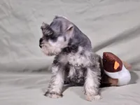 Ryder, a male Miniature Schnauzer for sale in Central, AR – Photo 2 of 5