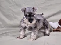 Ryder, a male Miniature Schnauzer for sale in Central, AR – Photo 5 of 5