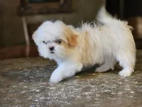 China, a female Shih Tzu for sale in Central, AR – 2 of 6
