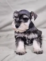 Maxi, a female Miniature Schnauzer for sale in Central, AR – Photo 2 of 6