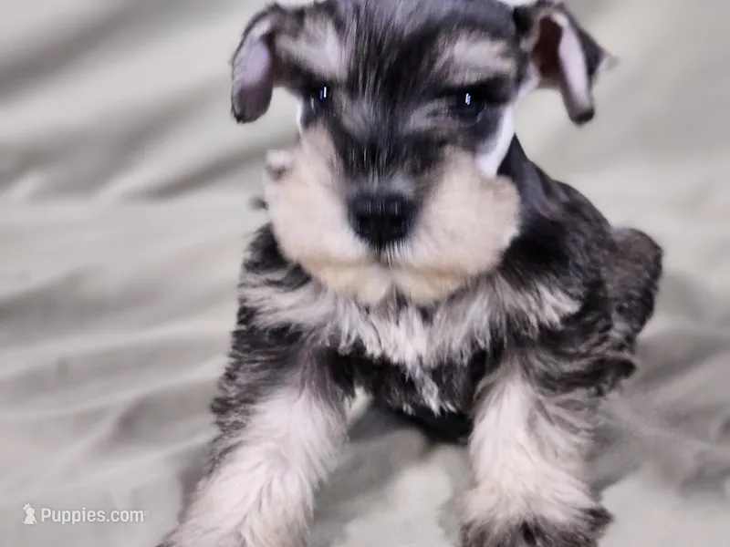 Maxi, a female Miniature Schnauzer for sale in Central, AR – Photo 1 of 6