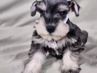 Maxi, a female Miniature Schnauzer for sale in Central, AR – Photo 1 of 6