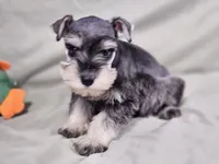 Maxi, a female Miniature Schnauzer for sale in Central, AR – Photo 4 of 6