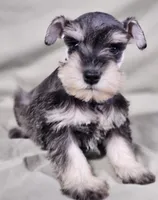 Maxi, a female Miniature Schnauzer for sale in Central, AR – Photo 5 of 6