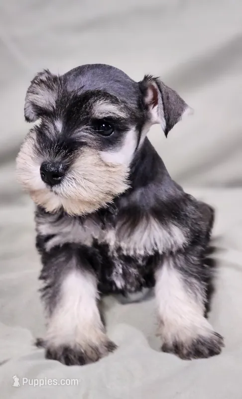 Maxi – Miniature Schnauzer puppy for sale in Central, AR