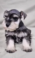 Maxi, a female Miniature Schnauzer for sale in Central, AR – Photo 6 of 6