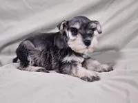 Maxi, a female Miniature Schnauzer for sale in Central, AR – Photo 3 of 6