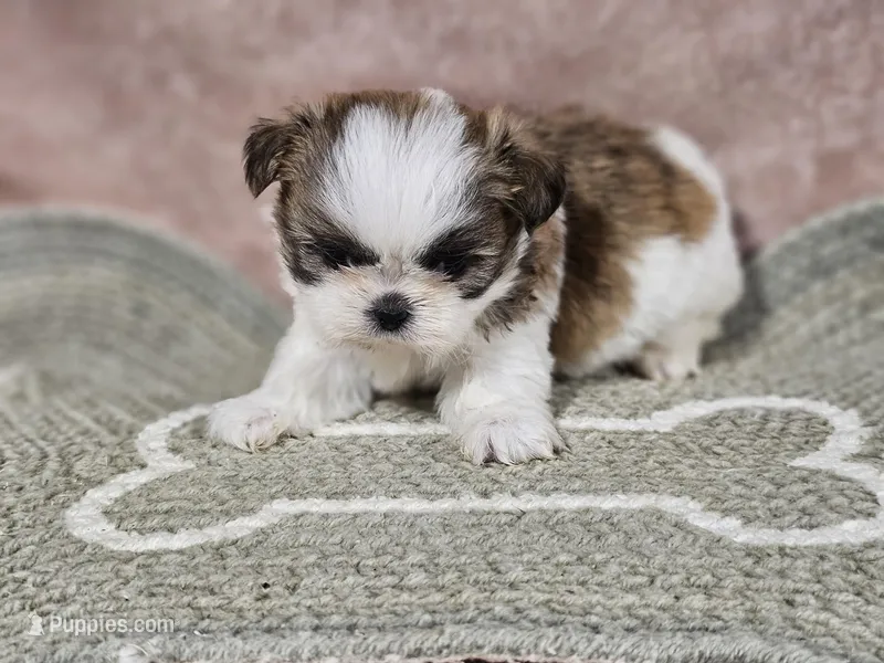 Tinker Boy – Shih Tzu puppy for sale in Central, AR