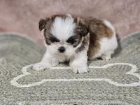 Tinker Boy, a male Shih Tzu for sale in Central, AR – Photo 1 of 2