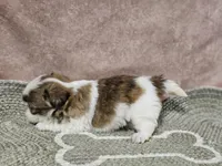 Tinker Boy, a male Shih Tzu for sale in Central, AR – Photo 2 of 2