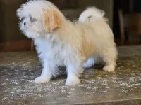 China, a female Shih Tzu for sale in Central, AR – 4 of 6