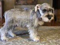 Misty, a female Miniature Schnauzer for sale in Central, AR – 4 of 8