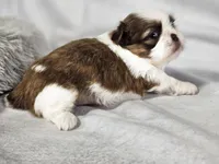 Frankie, a male Shih Tzu for sale in Central, AR – 4 of 5