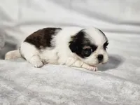 Lexi, a female Shih Tzu for sale in Central, AR – 5 of 6