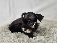 Lily, a female Miniature Schnauzer for sale in Central, AR – 2 of 5