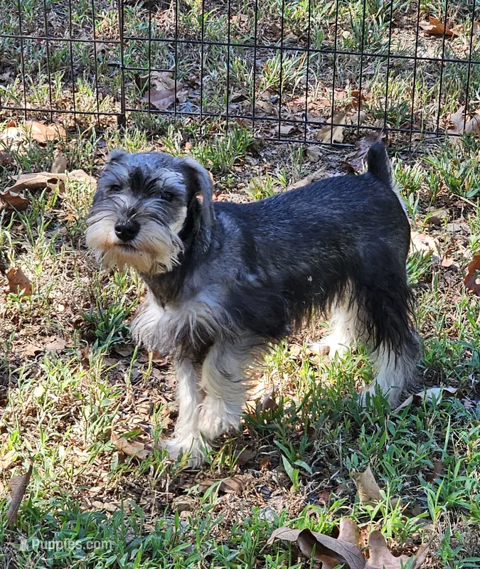Fritz – Miniature Schnauzer puppy for sale in Central, AR