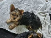 Lexi, a female Yorkshire Terrier for sale in Central, AR – 4 of 5