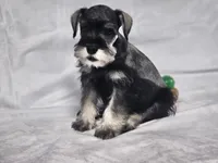 Gus, a male Miniature Schnauzer for sale in Central, AR – 4 of 5