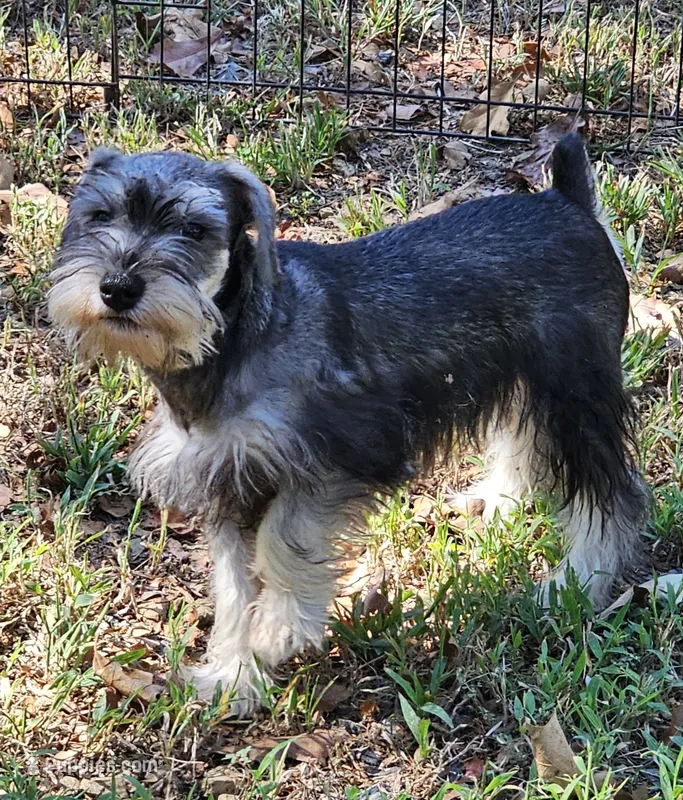 Fritz – Miniature Schnauzer puppy for sale in Central, AR