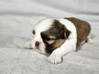 Frankie, a male Shih Tzu for sale in Central, AR – 5 of 5