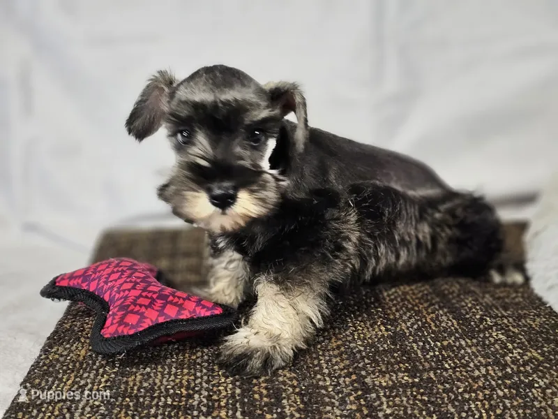 Ella – Miniature Schnauzer puppy for sale in Central, AR