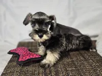 Ella, a female Miniature Schnauzer for sale in Central, AR – 1 of 6