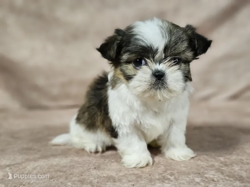 Lexi – Shih Tzu puppy for sale in Central, AR