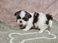Lexi, a female Shih Tzu for sale in Central, AR – Photo 2 of 3
