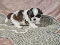Lexi, a female Shih Tzu for sale in Central, AR – Photo 1 of 3